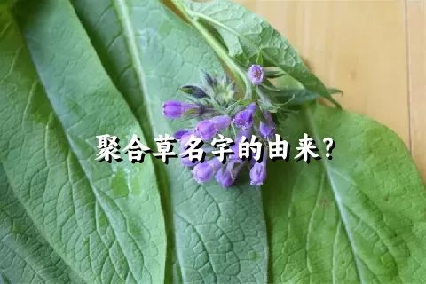 聚合草名字的由来？