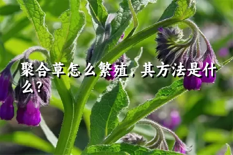 聚合草怎么繁殖，其方法是什么？