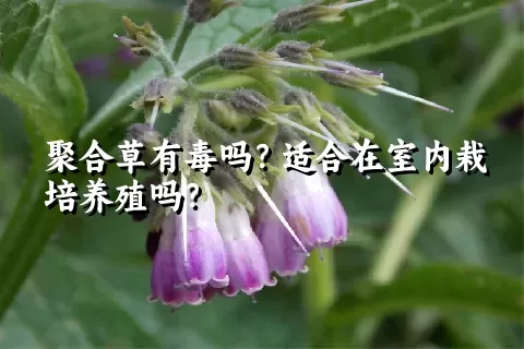 聚合草有毒吗？适合在室内栽培养殖吗？