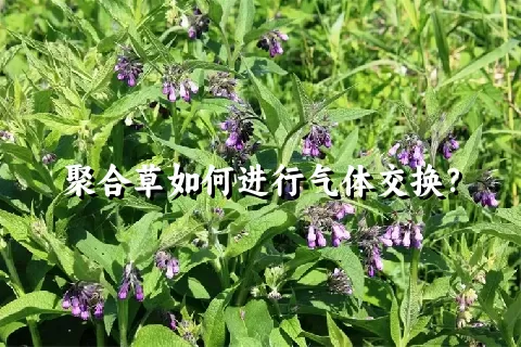 聚合草如何进行气体交换？