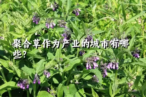 聚合草作为产业的城市有哪些？