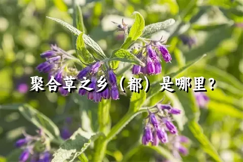 聚合草之乡（都）是哪里？