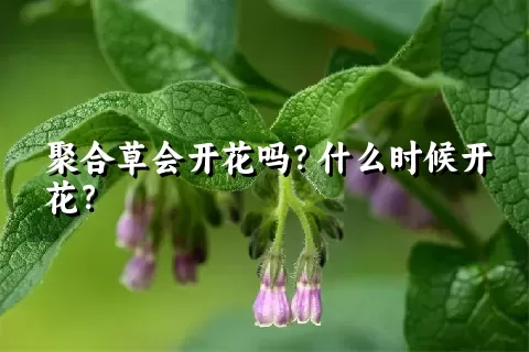 聚合草会开花吗？什么时候开花？