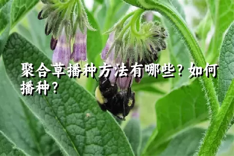 聚合草播种方法有哪些？如何播种？