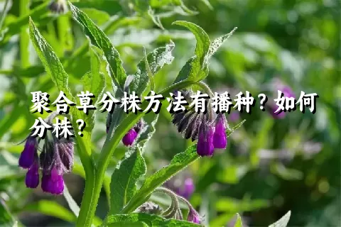 聚合草分株方法有播种？如何分株？