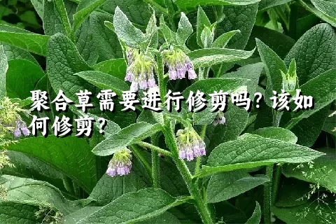 聚合草需要进行修剪吗？该如何修剪？