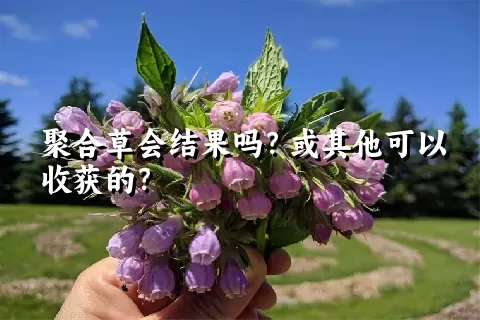 聚合草会结果吗？或其他可以收获的？