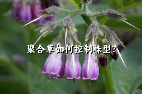 聚合草如何控制株型？