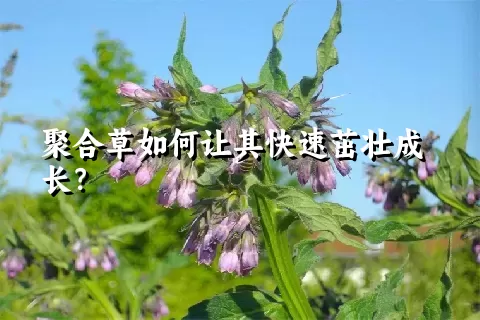 聚合草如何让其快速茁壮成长？