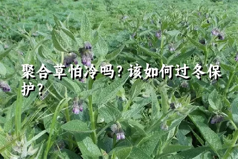 聚合草怕冷吗？该如何过冬保护？