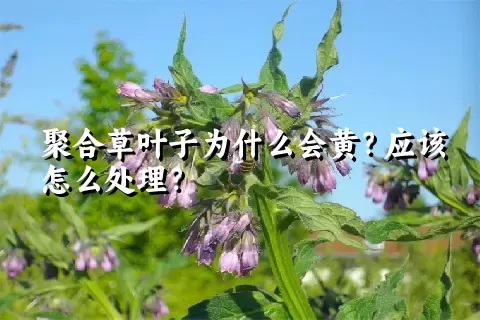 聚合草叶子为什么会黄？应该怎么处理？