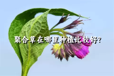 聚合草在哪里种植比较好？