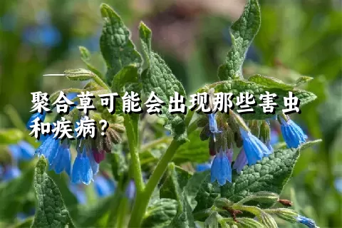 聚合草可能会出现那些害虫和疾病？