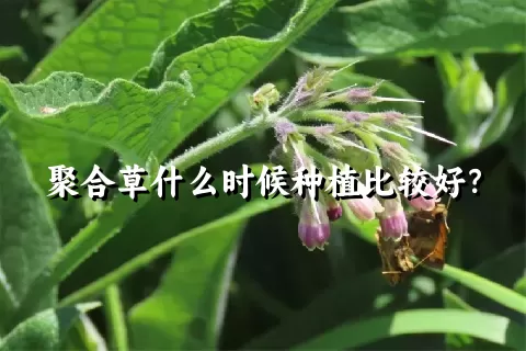 聚合草什么时候种植比较好？