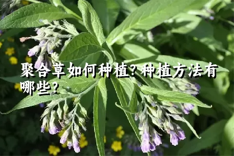 聚合草如何种植？种植方法有哪些？