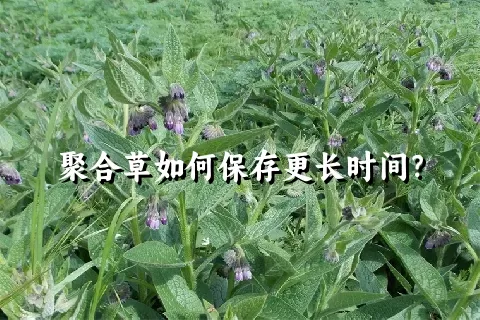 聚合草如何保存更长时间？