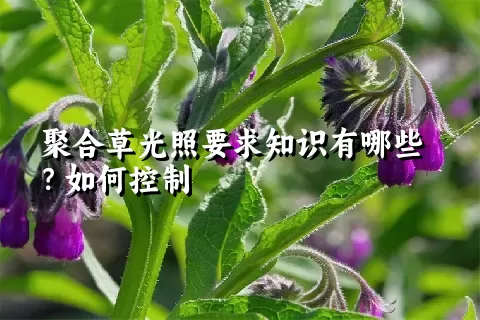 聚合草光照要求知识有哪些？如何控制