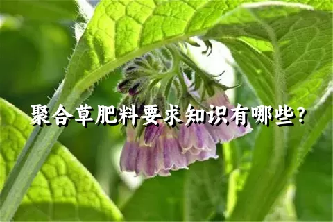 聚合草肥料要求知识有哪些？