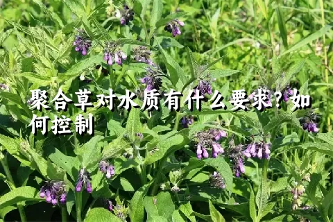 聚合草对水质有什么要求？如何控制