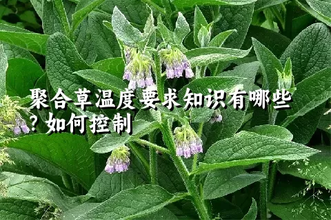 聚合草温度要求知识有哪些？如何控制