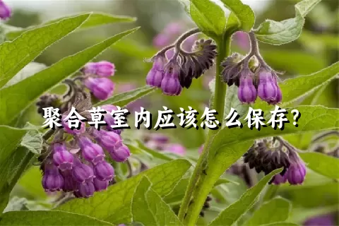 聚合草室内应该怎么保存？