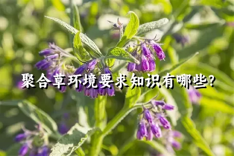 聚合草环境要求知识有哪些？