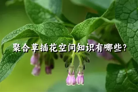 聚合草插花空间知识有哪些？