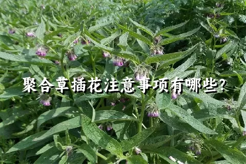 聚合草插花注意事项有哪些？