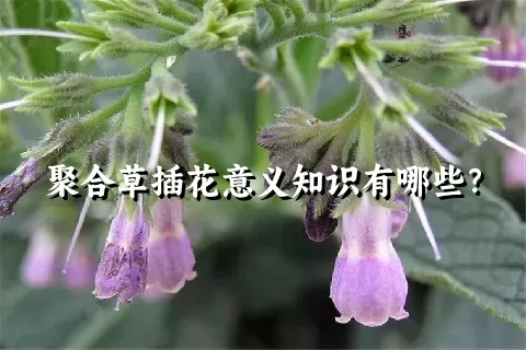 聚合草插花意义知识有哪些？