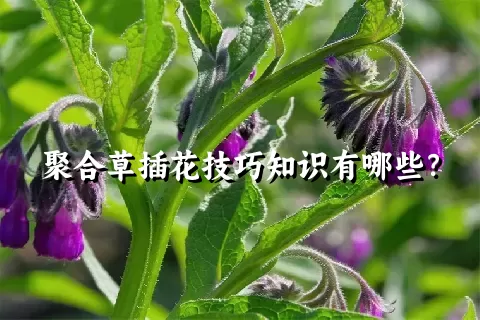 聚合草插花技巧知识有哪些？