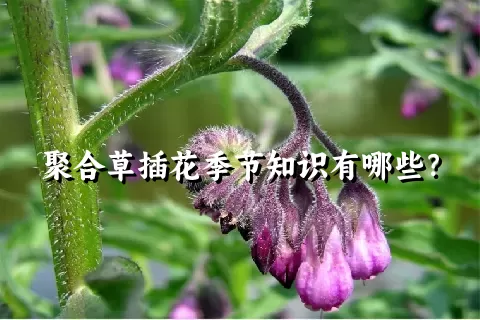 聚合草插花季节知识有哪些？