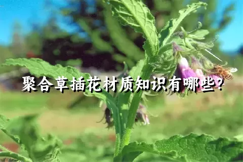 聚合草插花材质知识有哪些？