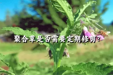 聚合草是否需要定期修剪？