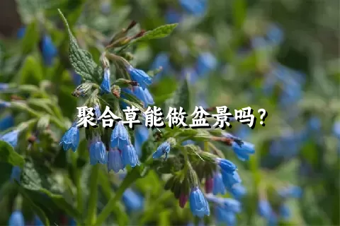 聚合草能做盆景吗？