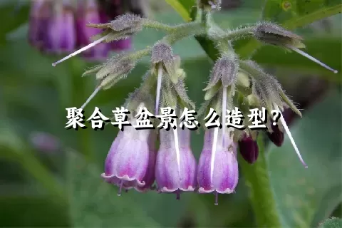 聚合草盆景怎么造型？