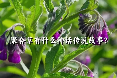 聚合草有什么神话传说故事？