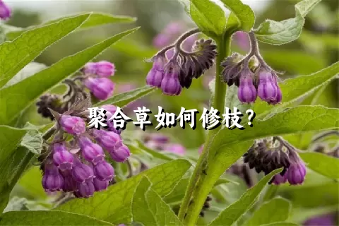 聚合草如何修枝？