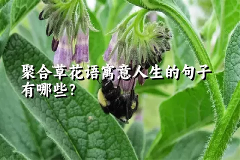 聚合草花语寓意人生的句子有哪些？