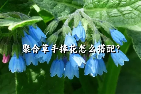 聚合草手捧花怎么搭配？