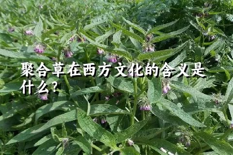 聚合草在西方文化的含义是什么？