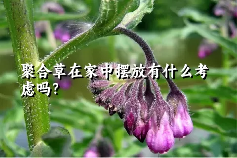 聚合草在家中摆放有什么考虑吗？