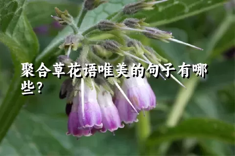 聚合草花语唯美的句子有哪些？