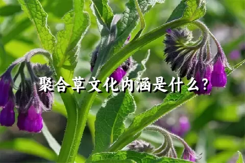 聚合草文化内涵是什么？