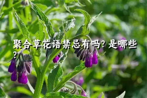 聚合草花语禁忌有吗？是哪些？