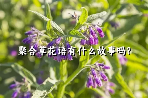 聚合草花语有什么故事吗？