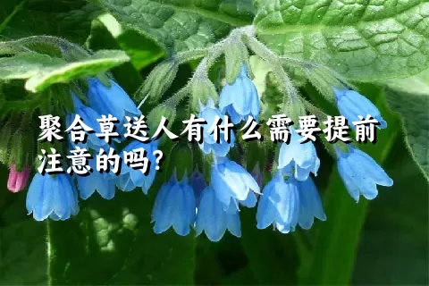 聚合草送人有什么需要提前注意的吗？