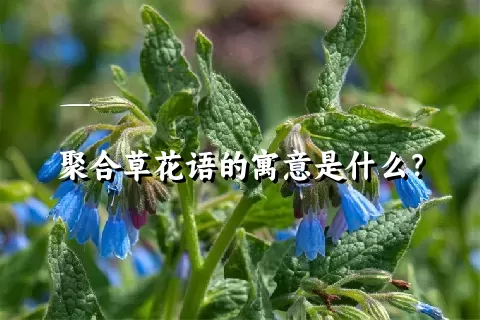 聚合草花语的寓意是什么？