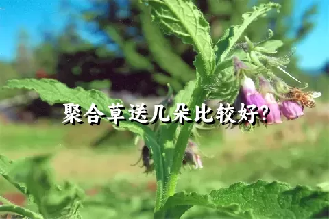 聚合草送几朵比较好？