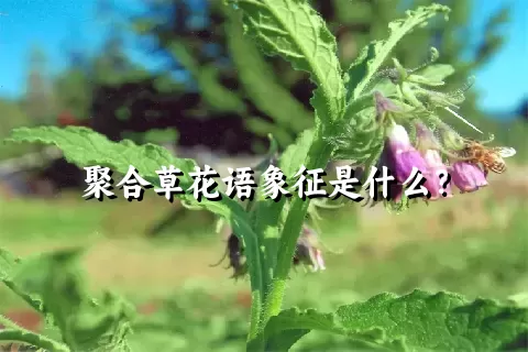 聚合草花语象征是什么？