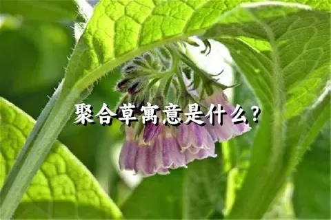 聚合草寓意是什么？